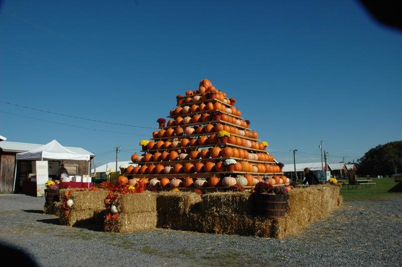 It s all about pumpkins at the 12th annual south jersey pumpkin show 